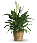 Simply Elegant Peace Lily Large from Designs by Dennis, florist in Kingfisher, OK